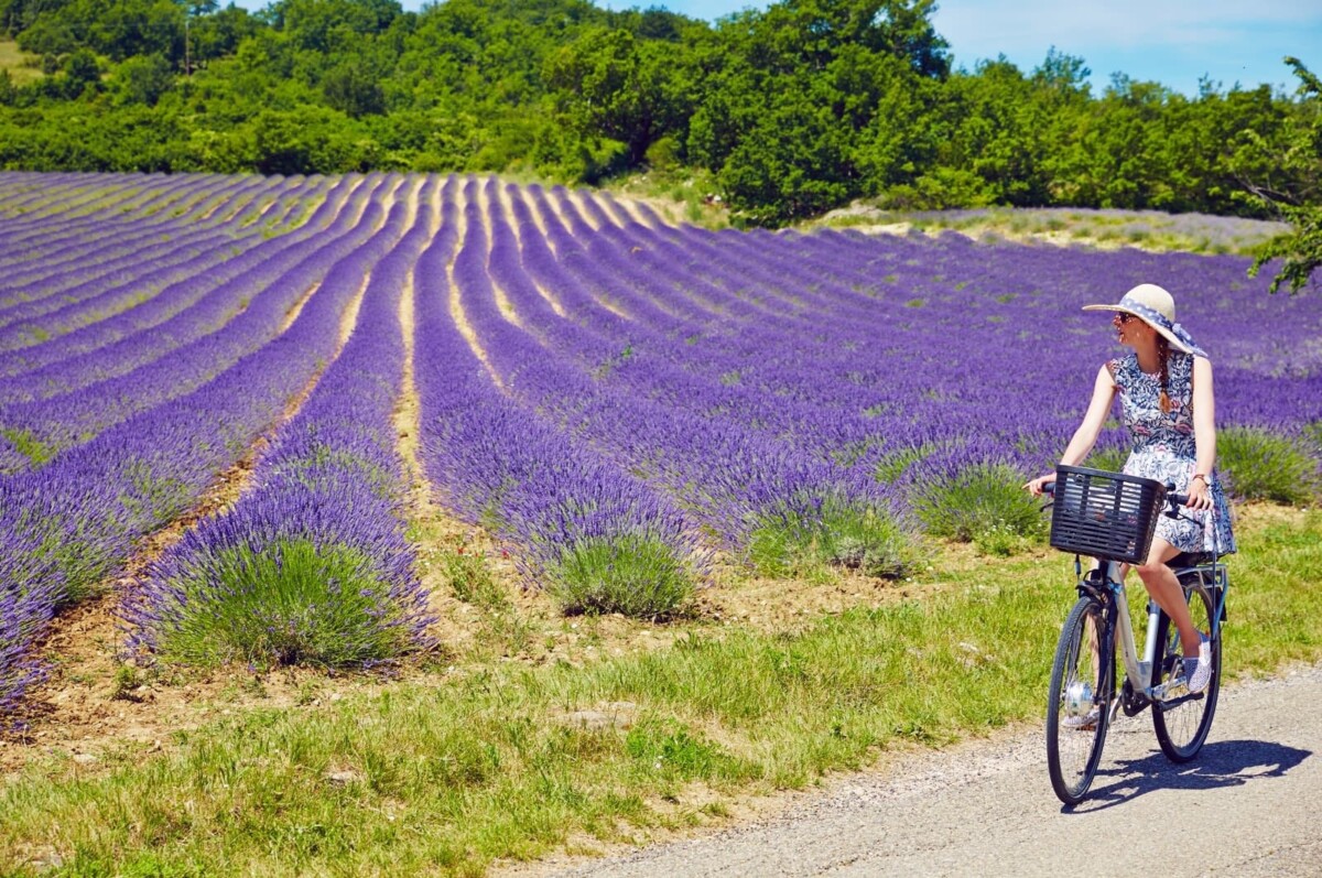 Lavande vélo provence